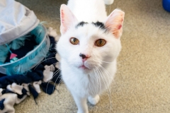 Bandy (adopted 1/30/21)