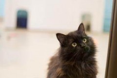 Lark (adopted 7/25/2019)
