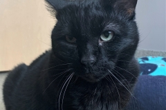 Lickey (adopted 3/30/20)