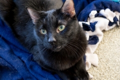 Licorish (adopted 1/30/21)