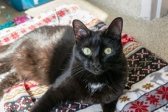 Lucky (adopted 9/27/2019)