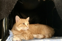 Purrrnino (adopted 8/17/2018)