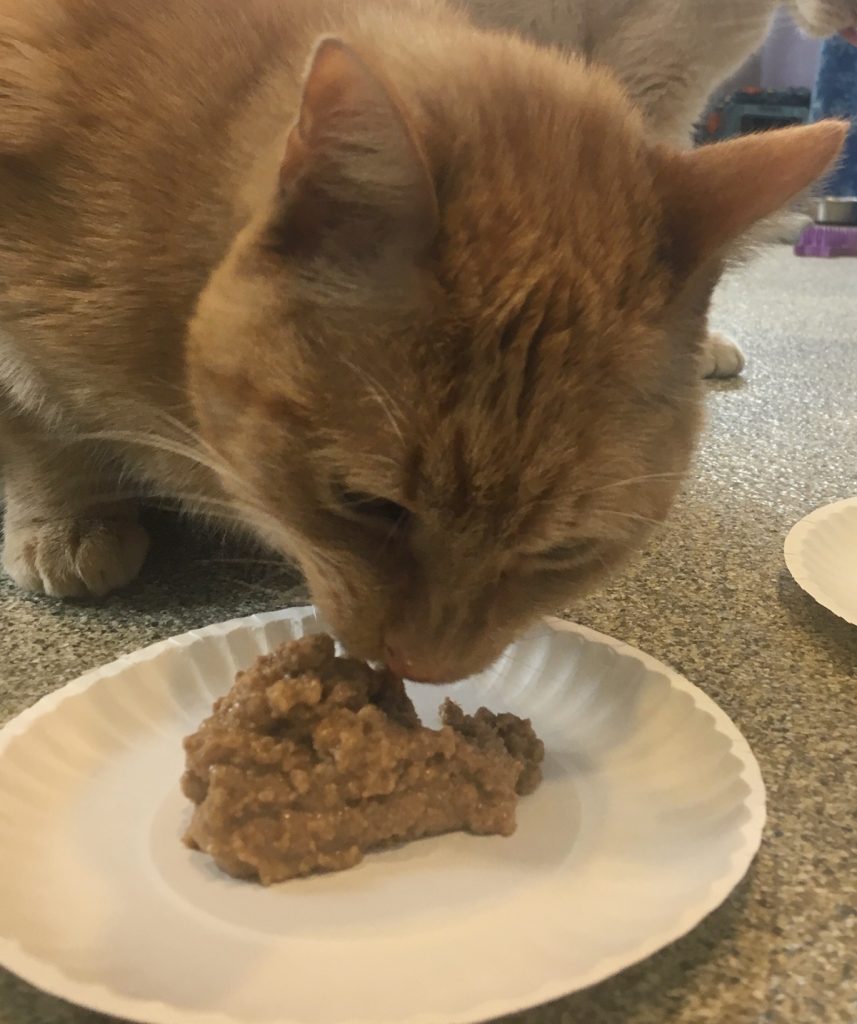 cat eating