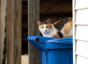 cat on a chicago trash can