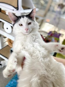 fluffy cat showing his belly