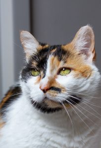 a calico cat