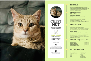chestnut the cat's resume