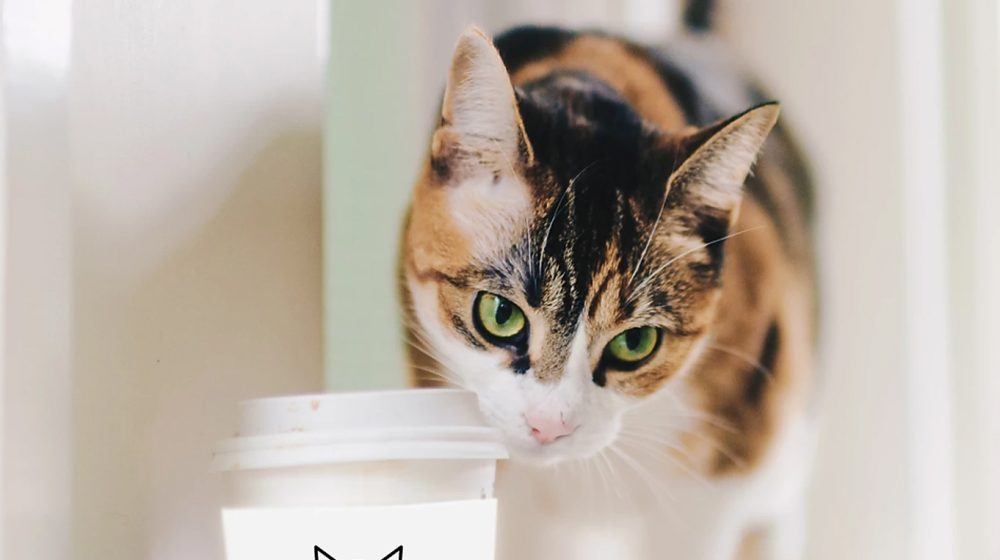 Cat Cafe Closed March 12-15 - Tree House Humane Society