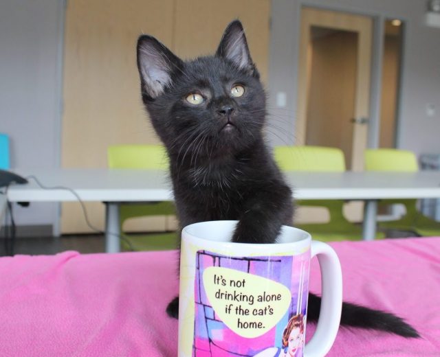 Coffee u0026 Cats At Chicagou0027s Premier Cat Café - Tree House