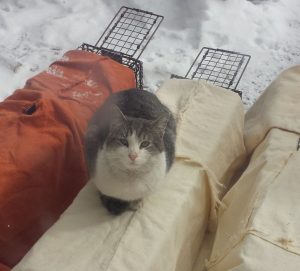 Cat on outside shelters in snow