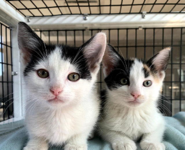 Humane society kittens adoption ryan oreilly juniper networks