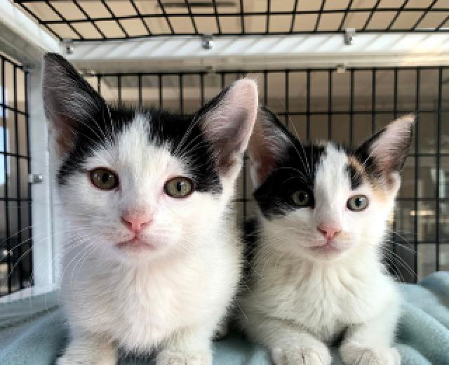 D.I.Y. Shelters  toronto street cats