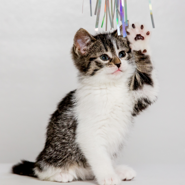 Kitten Web Banner_22 (1600 × 550 px)