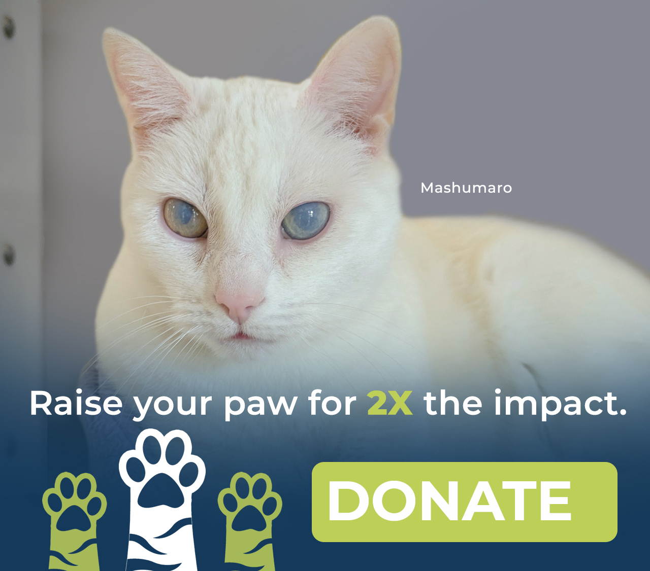 Donate Lightbox