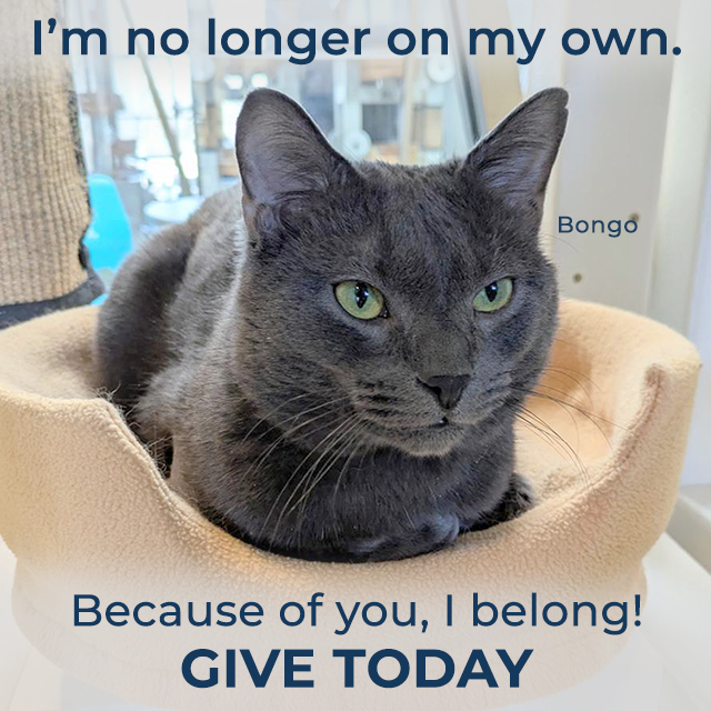 Donate Lightbox