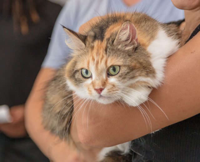 Comm Vet Care Banner Web