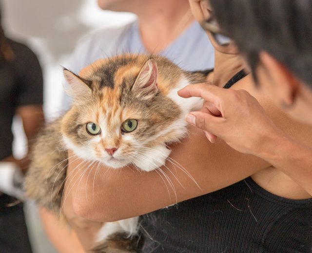 Tree House Vaccine Pop Up