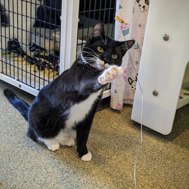 Do you have a friendly and confident kitty at home? They might be a great “helper cat!” 😀⁠
⁠
Paul Atreides and Vladimir Harkonnen are two resident cats who are cat-friendly but display under-socialized behaviors toward humans. While they will likely do well in a home alone, they will do best if adopted with another cat-friendly cat from Tree House or into a home with a cat-friendly resident cat, also known as a “helper cat!” 👯⁠
⁠
Helper cats help show an under-socialized cat that it’s okay to come out and play. This is why it’s always a good idea to adopt kittens in pairs while they’re still learning how to make friends! 👏 ⁠
⁠
At your adoption appointment, feel free to ask your adoption counselor or our feline behaviorist if they think your resident cat and new Tree House baby could be a good match. Make your adoption appointment at https://treehouseanimals.org/adopt/adoptable-animals/