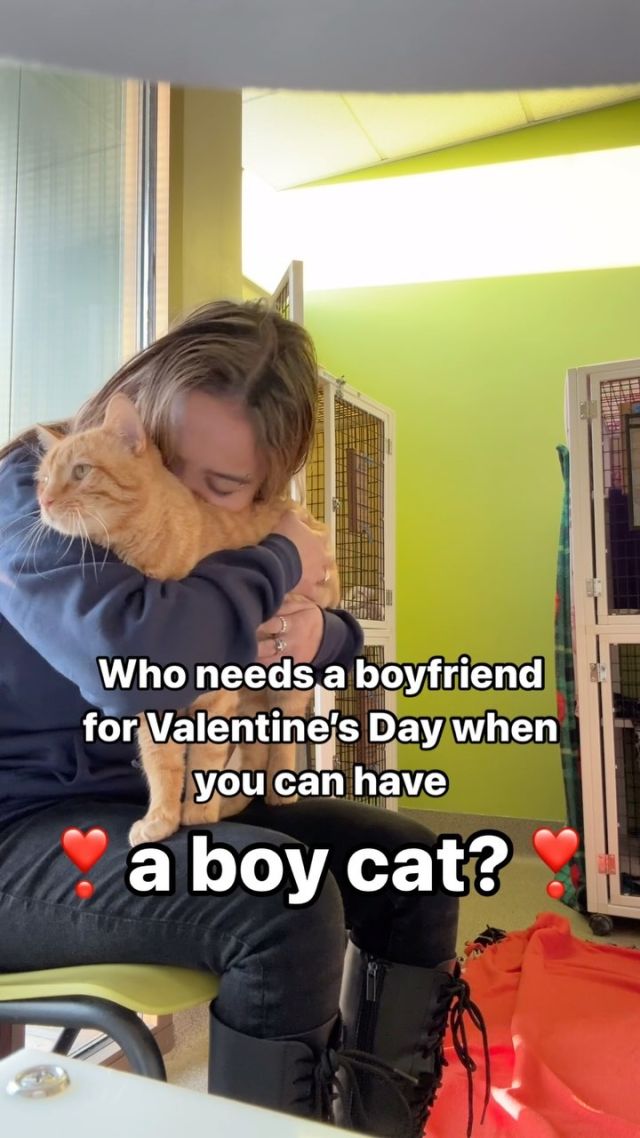 Who needs a boyfriend when you can have a boy cat? On this unseasonably warm February day, we’re spotlighting some of our cuddliest Tree House cats (and they happen to be our boys)! Which cat do you want to cuddle with this Valentine’s Day? 💋

Featured in this video are Parcell, Biggie, Paddington, Dr. Spaceman, and Croque Monsieur—some of the best lover boys in Chicago! If you’re looking for a lady friend, we have those too. 😻

To meet your future cuddle companion, book an adoption appointment at https://treehouseanimals.org/adopt/adoptable-animals/.

#TreeHouseCats #ValentinesDay #Cats #CatsOfInstagram #BoyCat