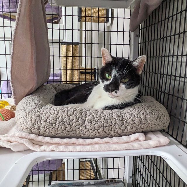 I'm Lilliette, Lili for short, and I'm Tree House's most senior resident cat and one of its friendliest, too! ⁠
⁠
I love people, and nothing makes me feel more at ease and comfortable than when I'm in the company of others. As much as I love receiving visits from Tree House staff and volunteers, I would love a family of my own and a place to call home.⁠
⁠
I've lived a long and good life, and I'm waiting to see what this next chapter will bring. I dream of a mellow home where I'm a solo cat nestled into a warm lap, snoozing the day away. 😺💤⁠
⁠
Leave some room on the couch for me, and make an adoption appointment today!