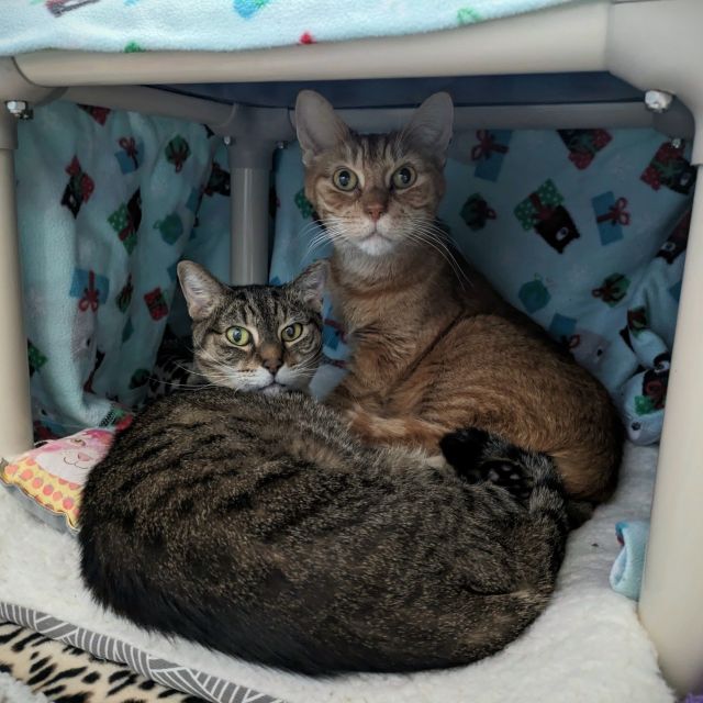 Gunter and Gertrude are a bonded sibling pair with cerebellar hypoplasia (CH). Gertrude’s CH is more noticeable, while Gunter’s can be described as mild. This pair was adopted from another animal shelter in 2011, and unfortunately, when their owner faced financial hardship, they were surrendered to Tree House in 2023.⁠
⁠
The siblings didn’t have to wait long for their new home, but after a year, their journey brought them back into our care. Our team has been readying them for adoption once again and giving them lots of individual attention. All this one-on-one time recently led to the discovery that these two are social eaters and enjoy their meals in the company of humans! Awwww.⁠
⁠
At 13 years old, Gunter and Gertrude have adapted beautifully to their condition, but they still need special environmental modifications for their safety and comfort. If you’re interested in learning more about Gunter and Gertie, make an adoption appointment!