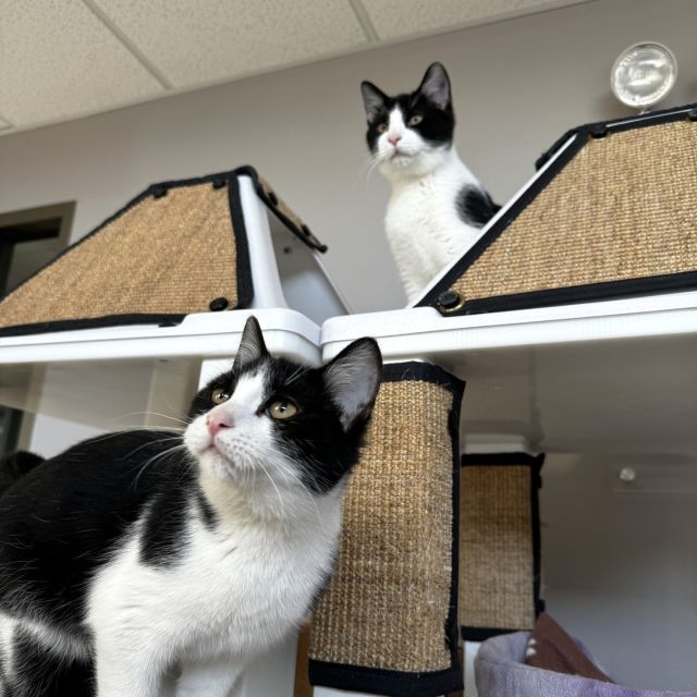 Double the purrs, double the fun, double the love! 💕 Meet our inseparable feline duos at Tree House who are looking for a forever home to share. 🏡 These bonded pairs remind us that there’s nothing quite like having a best friend by your side—especially through big life changes like moving into a new home. 🐾✨⁠
⁠
Just like us, these kitties find comfort and joy in each other's presence. They play, they nap, they groom, and they do life together. It’s truly inspiring to see the unbreakable bond they share. When you adopt a bonded pair, you're not just getting twice the cuteness—you're also providing a lifelong home for two creatures who teach us the meaning of companionship. 😺⁠
⁠
We often reflect on the value of friendship in our own lives—the friend we’ve laughed with during the good times and the shoulder we’ve leaned on during the tough ones. Now imagine if you had the chance to be that lifeline for not one but two loving felines. 🤗 Below are the bonded pairs we currently have on our adoption floor:⁠
⁠
Chess & Othello⁠
⁠
Pockets & Pouches⁠
⁠
Croque Monsieur & Bennis⁠
⁠
Brontosaurus & Cupid⁠
⁠
Moxie & Gumption⁠
⁠
Blackberry & Nokia⁠
⁠
Gunter & Gertrude⁠
⁠
It’s true—life is better with friends. Why not double the joy in your life by giving these bonded pairs a place to call home? 🐈🐈 Make an adoption appointment at Tree House and see if your heart has room for two: https://treehouseanimals.org/adopt/adoptable-animals/