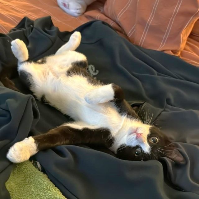 This cutie is described as a “one-cat wrecking crew” with “the energy of ten cats” by his new owner. That’s the best news we could hear for Wybie! While in foster care as a tiny kitten, Wybie struggled immensely with health challenges, but he pulled through! Now, he can live the rest of his life dive-bombing into kitty tunnels and playing long and hard. 💪