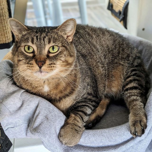 Stop right there! 🛑🤚 Your search for your new best friend is finally over.⁠
⁠
I'm Enid, and I'm four years old. My name means "spirit and life," and I have plenty of both (all nine of them, to be exact😼)! I'm a loving girl eager for dedicated attention and a steady stream of gentle pets. I promise you'll get just as much affection in return from me!⁠
⁠
I'm not one to rock the boat and prefer to keep things calm and quiet, so I'll need a home that matches my energy. Though I'm the laid-back type, I'm all about being active. Daily playtime sessions are important and help me stay on my weight loss journey. The best part about a good workout? It's the relaxation that follows! My favorite way to unwind is near a window to watch birds galore.🐦⁠
⁠
If you have plenty of windows and room in your heart, take a chance on me. All it takes is a simple first step: make an adoption appointment to meet me and bring me home!