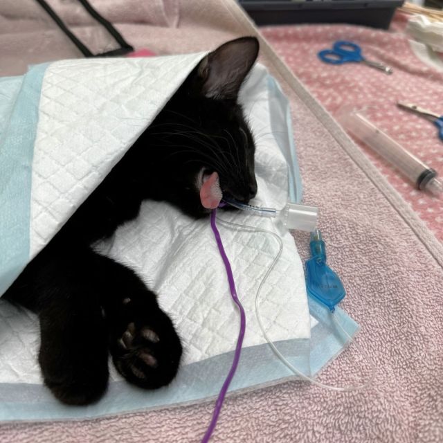 Did You Know? February is Spay & Neuter Awareness Month! 🐾✂️💕⁠
⁠
It's that purrfect time of the year again, where we focus on the health and welfare of our furry friends. Spay & Neuter Awareness Month reminds us of the importance of these vital procedures.⁠
⁠
But wait, look at this little champion post-surgery, tongue out, blissfully unaware of the health benefits they've just received. Why the tongue phenomena, you ask? It's not just a quirky side effect; it's our team's swift way to monitor recovery—a pink tongue means all systems go! 😽💤⁠
⁠
Spaying and neutering aren't just about curbing the population. These procedures also significantly reduce cancer risks and increase the lifespans of our beloved pets. 💕⁠
⁠
And if you're curious about spay vs. neuter—spaying is for the ladies, and neutering is for the gents. Simple!⁠
⁠
Interested in reading more about why your pets should be spayed/neutered? Read more at https://treehouseanimals.org/blog/why-spay-neuter-your-pets/ 🏥💚