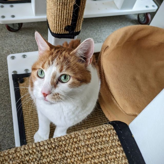 We once received a DM that said, “I want to adopt your biggest orange cat.” 🤣We thought it was hilarious, but we didn’t have one then. But look who we have now: Fabio!⁠
⁠
Unlike Garfield, with his, shall we say, unique attitude, Fabio is all about the love. He's a playful spirit; give him a wand toy, and he'll show you just what feline fun is all about. And watch him scale his kitty tower with the agility of a tiny tiger! However, it's after the frolics when Fabio truly shines. He becomes the most affectionate shadow, following his beloved human everywhere.⁠
⁠
Ready to give this vibrant ball of fur a new home? Then don't hesitate! 🏡✨⁠
⁠
Schedule your meet and greet with this wonderful feline friend: https://treehouseanimals.org/adopt/adoptable-animals/