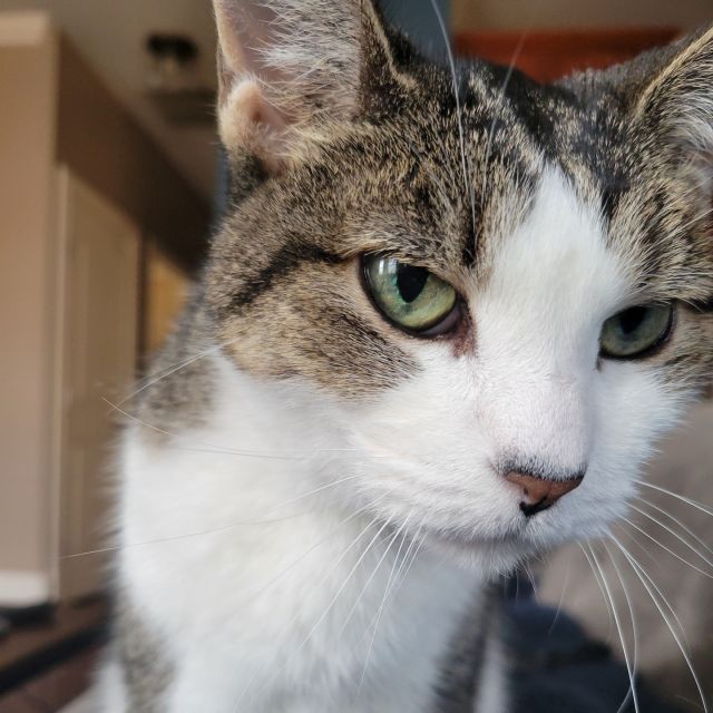 🐾 Meet Churu, the tabby-and-white kitty with the heart of a kitten and the wisdom of a sage! 🐱💕 Since July 2023, Churu has been sharing her zoomies, cuddles, and birdwatching hobbies with her loving foster parent—but she’s ready to find her new home.⁠
⁠
Did you know that cats can be enthusiastic birdwatchers too? Churu is living proof! She's perfectly content spending her days gazing out the window at her feathered friends, and you can bet she’s the first to give you live commentary with her adorable “EKEKEKEK” chatters. 🐦✨⁠
⁠
If you've got a cozy lap for snuggling and a window with a view, Churu might just be the perfect companion for you. Help us make Churu's dream of a loving home come true by sharing her story with all the #CatLovers you know!⁠
⁠
➡️ Swipe left to see Churu in action! And if you're smitten with this charming feline, check out her profile on our Adoptable Animals page: https://treehouseanimals.org/adopt/adoptable-animals/ 😺⁠
⁠
Every share counts, so please pass this message along and be a part of Churu’s journey to her new loving home. ❤️️