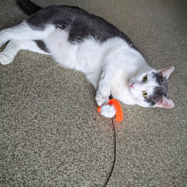 It's been a whole year of structured playtime and clicker training, but our beloved Cassius still dreams of his perfect match. 🐱⁠
⁠
Cassius isn't your typical lounge-around feline: This young cat needs space to stretch his legs and a family that understands the ‘zoomies.’ 🏃‍♂️⁠
⁠
Sadly, small spaces just won't do for our adventurous furball. He craves a home where he can explore, get lots of playtime, and maybe even share his quirky charm with another friendly pet. 🏠🐈💕⁠
⁠
Today, March 11, 2024, marks Cassius's one-year stay at Tree House, and we're not throwing a party. Instead, we're on a mission to find Cassius the ultimate gift: a family to call his own. 🎁⁠
⁠
Could you be the hero Cassius has been waiting for? Do you have the heart, the time, and the home that fits the bill? Check out Cassius's adoption profile and see if you might be the right match for our firecracker: https://treehouseanimals.org/adopt/adoptable-animals/?id=52022059 💌⁠
⁠
Don't wait—give Cassius the chance to leap into a life full of joy and exploration. You can help him by sharing his story until he finds where he truly belongs. 🐾