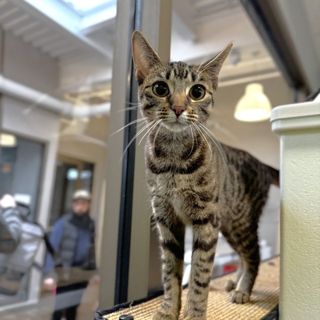 The sun was shining bright last week ☀️ as eleven of our resident kitties embarked on their new adventure!⁠
⁠
We're overjoyed to share that Emerald and Shamrock 🍀 were adopted just in time for St. Patrick's Day.⁠
⁠
As local Girl Scout troops sold cookies on our doorstep, our scrumptiously named felines—Peanut Butter Paws, Daisies, Mariner, and Brownie Batter 🍪—caught the eye of their future adopters.⁠
⁠
Finally, a big shout out to Chiffon, Eartha, Rotar, Binky, and Bonky, who were swept off the adoption floor and into the arms of their loving families in a heartbeat. 💓