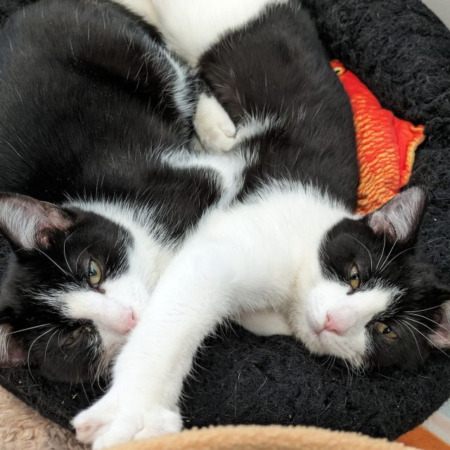 Introducing the feline version of The Parent Trap! Meet Chess and Othello, an uncanny pair of 8-month-old kitten siblings who share more than just their litter. With strikingly identical features, these two could have easily fooled everyone, just like in the movie! 👭🎥⁠
⁠
These cats may seem familiar, and you wouldn't be wrong. They were part of a bigger family of game-enthusiast cats who were all in ringworm treatment together. Their mom, Candy Land, and siblings, Parcheesi, Yahtzee, and Checkers, all found their new families. Chess and Othello were the last to come out of their treatment, and they’re ready to start a life of playtime and cuddles together. 🎈💕⁠
⁠
Don't let the movie reference fool you though, Chess and Othello are far from mischievous. They're a sweet and mellow duo looking a home to share. Make an adoption appointment at https://treehouseanimals.org/adopt/adoptable-animals/ to meet these adorable twins and prepare for a heartwarming double take!