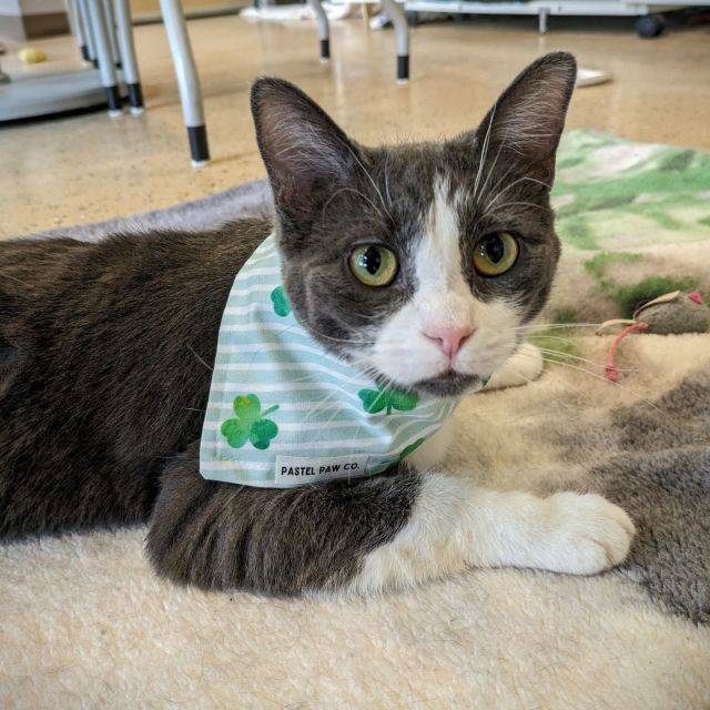 Happy Saint Patrick’s Day! They say a good friend is like a four-leaf clover: hard to find but lucky to have!🍀 If you've been looking for a feline companion (or two), you’re in luck! Meet Croque Monsieur and his companion cat, Bennis!⁠
⁠
Croque is a true social butterfly and loves to be around people! You can count on him for plenty of friendly chirps, headbutts, and leg rubs. Besides being affectionate, he’s playful, energetic, and clever – this cat can fetch!⁠
⁠
Shamrock shuffle 💚 on over to the cat cafe for a meet and greet with Croque and Bennis, and you may find a pot of gold at the other end of the rainbow! 🌈🪙⁠
⁠
Croque's festive bandana is made by @pastelpawco⁠
