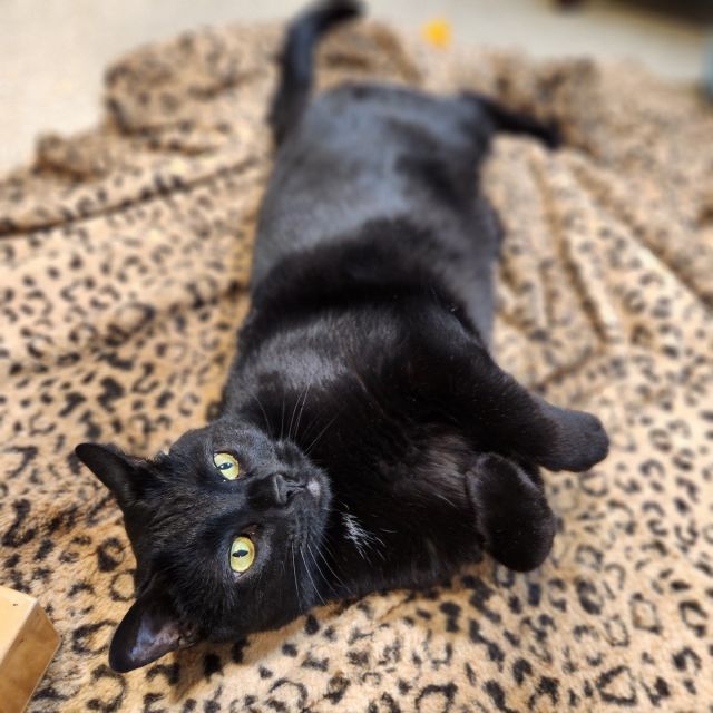 "Every heart sings a song incomplete, until another heart whispers back." – Plato⁠
⁠
Meet Midnight – a gentle soul with a sleek black coat and a heart full of love, searching for his "person" to harmonize with. ✨⁠
⁠
⚫️ Midnight's Wishlist:⁠
⁠
A quiet, adult-only home.⁠
⁠
Humans who are experienced cat whisperers.⁠
⁠
A predictable routine filled with affection, play, and relaxation.⁠
⁠
Maybe a feline friend (with slow and careful introductions.)⁠
⁠
Midnight knows what it's like to be overwhelmed by the world, to feel anxious when things are unpredictable. He's looking for someone who'll understand that about him, who'll look into his green eyes and say, "I know, buddy, I feel it too." ❤️⁠
⁠
Can you be the calm in Midnight's storm? Are you the homebody he dreams about, ready to share serene sunbathing sessions and joyous brush strokes?⁠
⁠
Midnight is available for Trial Adoption, so we can ensure together that his next home is the right fit. Midnight’s friends, Cassius, Moxie & Gumption are also available for Trial Adoption.⁠
⁠
Share Midnight's story to help this beautiful 'house panther' find a home where love and patience shine brightest. Together, we can write a new chapter in his life—one of security, companionship, and unconditional affection. 🏡💕⁠
⁠
Are you Midnight's person? Or do you know someone who might be? Get in touch with us to learn more about this precious boy.⁠
⁠
Please, spread the word—Midnight's forever home could be just one share away! 🙏