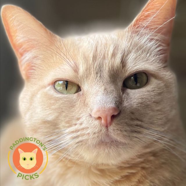 Next month, we’re celebrating Paddington’s Picks in honor of a special Tree House advocate, Ginger, and her late, beloved orange tabby, Paddington. In honor of Paddington, Ginger is covering all adoption fees for orange cats during the month of April because “everyone deserves a Paddington in their life.” 🍊🐱⁠
⁠
Make an adoption appointment to meet our resident orange tabby cats and start a new chapter today: https://treehouseanimals.org/adopt/adoptable-animals/