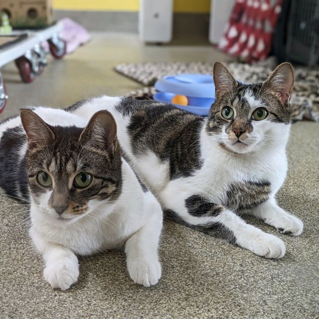 Nineteen cats were adopted last week! How about we get to twenty next?⁠
⁠
Two brother-sister pairs who struggled with shyness found the patient and loving families of their dreams—congrats to Moxie & Gumption and Mr. Sir & Miss Ma’am! 🧑‍🤝‍🧑🧑‍🤝‍🧑⁠
⁠
Tora, the resilient ginger kitty whose severe burn has finally healed, went home and has the best windows to look out of! And kudos to Jeggings for bravely undergoing hip surgery and falling in love with her new family. 💪🏠️⁠
⁠
Look who else went home below! 👀 Congratulations and best wishes to all these cats and their new families.⁠
⁠
Detective⁠
Shortbread⁠
Jerseymac⁠
Pigeon⁠
Ambassador⁠
Daikon⁠
Bugs⁠
Kewpie⁠
Nephew⁠
Goldstar⁠
Fallawater⁠
Damaya⁠
Hey Stevette