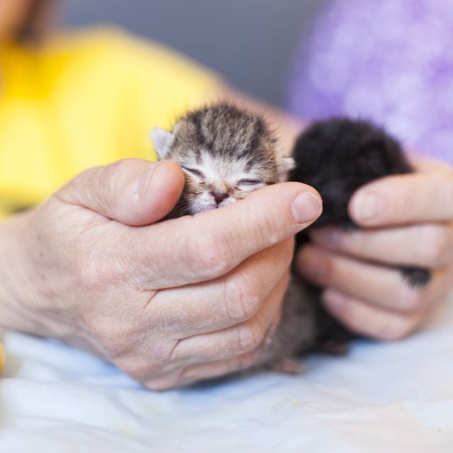 It's kitten season in Chicago! 🌸🐱⁠
⁠
Spring brings the pitter-patter of tiny paws! With kitten season upon us, we need all the support we can get to provide for our tiniest feline friends.⁠
It takes a village to raise a kitten, and our foster program is that village!⁠
⁠
Help us prepare to receive these bundles of joy by donating items from our kitten supplies wish list. We're in need of:⁠
⁠
🍼⁠ Nourishing mom and kitten food⁠
⁠
🥛⁠ Baby bottles for the most vulnerable ones ⁠
⁠
🚽⁠Soft pellet litter ⁠
⁠
👼 And so much more!⁠
⁠
Your support ensures that every little one gets a fighting chance at life. 🌟⁠
⁠
How can you help?⁠
⁠
Visit our Amazon wish list, choose an item, and donate to help us raise the next generation of cuddly companions: https://amzn.to/4cFdlaA
