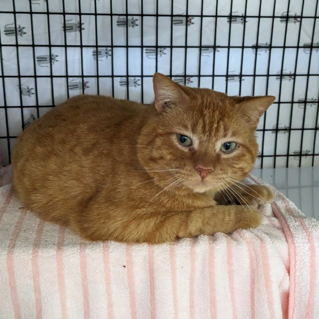 Ten cats were adopted last week, including our first Paddington’s Picks cat, Toffee-Tastic! Thanks to our generous supporter, Ginger, his adoption fee was waived as part of a month-long celebration of orange cats. 🧡 ⁠
⁠
Toffee-Tastic ⁠
⁠
Croque Monsieur & Bennis⁠
⁠
Lorraine⁠
⁠
Luvbug⁠
⁠
Caitlin & Clark⁠
⁠
Dungay⁠
⁠
Uni⁠
⁠
Kiowa⁠
⁠
Congratulations to these ten cats, and welcome to your new homes!⁠