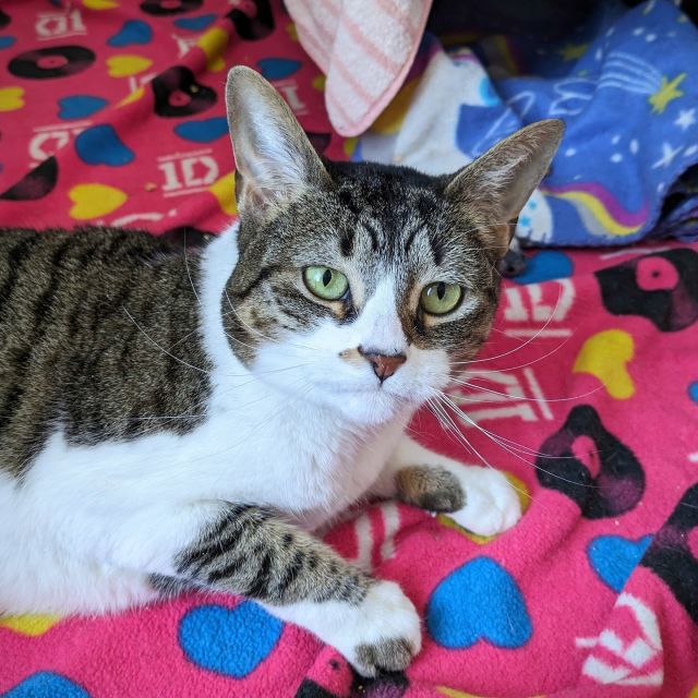 Hey ho, let's go! 👏 I'm Punky Piper, a 3-year-old rebel with a cause. I have a big heart full of love and a soul ready to rock your world! 🎸🌎⁠
⁠
At my core, I'm a bit of a diva. I need all eyes on me and some pampering to keep me looking fierce and feeling happy. 💅 So don't let my quiet demeanor fool you—I'm just waiting for my moment to shine with your love and attention!⁠
⁠
When I'm not stealing the spotlight, you'll find me lounging and relaxing, preferably by your side. Since I'm the headliner of this gig and a one-cat mosh pit, I'd prefer no other pets at home, please.⁠
⁠
Let’s get ready to rock for a lifetime.🤘If you can handle endless affection, heart-to-heart meows, and having someone always by your side to make your day, then make an adoption appointment to jam with me! 🎶💚