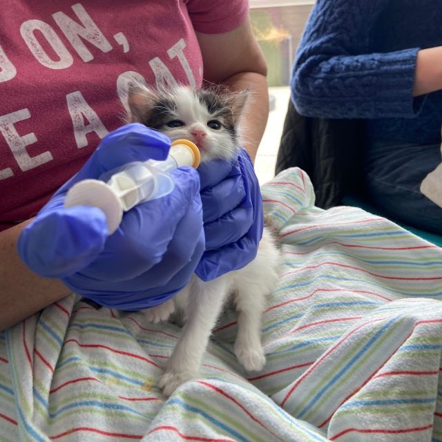 This past weekend was all about tiny paws and big hearts at our kitten care workshop 🐾💖! A huge shoutout to Sam, our Foster Manager, and Rosie, our Community Engagement and Outreach Coordinator, for leading this enlightening session! The morning was filled with hands-on learning, from caring for the tiniest neonates to troubleshooting common kitten issues. 🍼⁠
⁠
Raising kittens, especially those found outdoors, comes with its own set of challenges. They often need extra help getting used to human touch and love. That’s why we dedicated part of our workshop to sharing effective tips for socializing our shy, tiny friends, making it easier for them to find their new homes. 🏡❤️⁠
⁠
But here’s the thing—kitten season has just begun, and we’re already bustling with tiny meows in need of extra care. Want to play a part in their rescue and rehabilitation story? Check out our Amazon Wishlist in our link in bio and pick out a gift that will make a difference. Your support could help shape the bright future these kittens deserve. ✨⁠
⁠
Please spread the word, donate, and help us ensure that every kitten gets the chance to thrive. 🐱💕