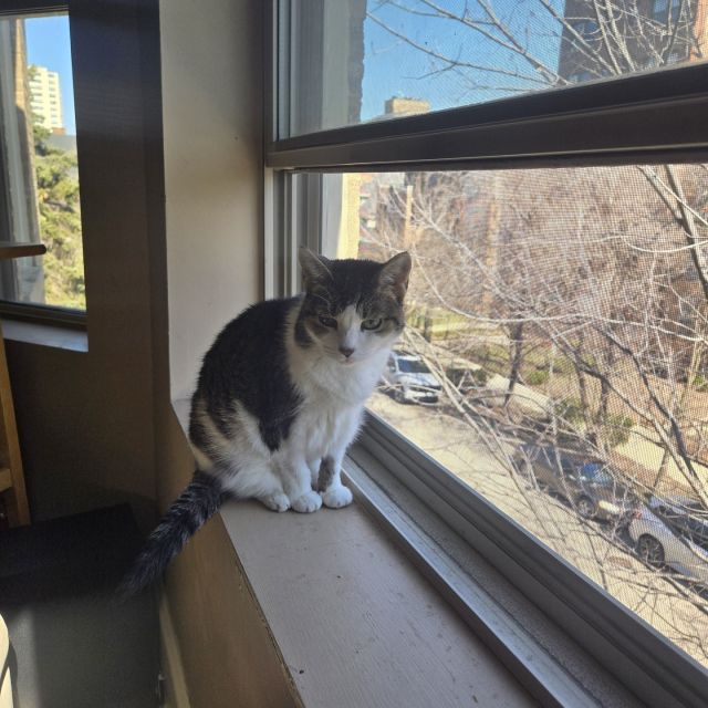 It’s the perfect time of year for cats to patrol their Chicagoland neighborhoods from the safety of their favorite windows! Drop a comment if your cat is loving on window perching season! 🌤️🐦️🌳⁠
⁠
We’re excited to share that our 13-year-old bird-watching specialist, Princess Churu, was adopted! 😍 This Happy Ending was nearly 300 days in the making, so this is cause for celebration! 🌟⁠
⁠
Kitten duo Wubbzy and Walden were whisked away together to their new home, and Wubbzy was one of Paddington’s Picks! Thanks to our friend Ginger for waiving Wubbzy’s adoption fee. Orange cat lovers, unite! 🍊⁠
⁠
Last week, a total of 10 cats were adopted, so we’ll give the week a 10/10! ☺️ Congrats to these kitties who found their loving families:⁠
⁠
Heta⁠
⁠
Raptor Princess⁠
⁠
Newton Wonder⁠
⁠
Princess Churu⁠
⁠
Moxley⁠
⁠
Indicia⁠
⁠
Doctor Hogg⁠
⁠
Wubbzy & Walden⁠
⁠
Relinda