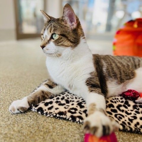 May I have your attention, please? 😺⁠
⁠
I'd like to introduce myself! I'm Slimothy, but my Tree House family also calls me "Slim Jim."⁠
⁠
If you've been hoping to find an endearing and laid-back feline friend, I'm your guy! 👋 At six years old, I've blossomed into a confident, calm, and affectionate cat.⁠
⁠
I can't get enough quality time and love from my human friends! Whether we're chilling, playing, or going on an adventure, I'm happiest just being in your company and getting some head scratches. 🤗⁠
⁠
Whenever you want to spend time lounging around, count me in! I'm always down for some R&R, especially if it means snuggling up with you. And when it comes to finding the perfect nap spot? Consider it my superpower! 🦸‍♂️⁠
⁠
There's so much love I have to give, and I'm not afraid to show it—or ask for some myself! Why don’t you make an adoption appointment to meet me? I'll be so happy when you do!