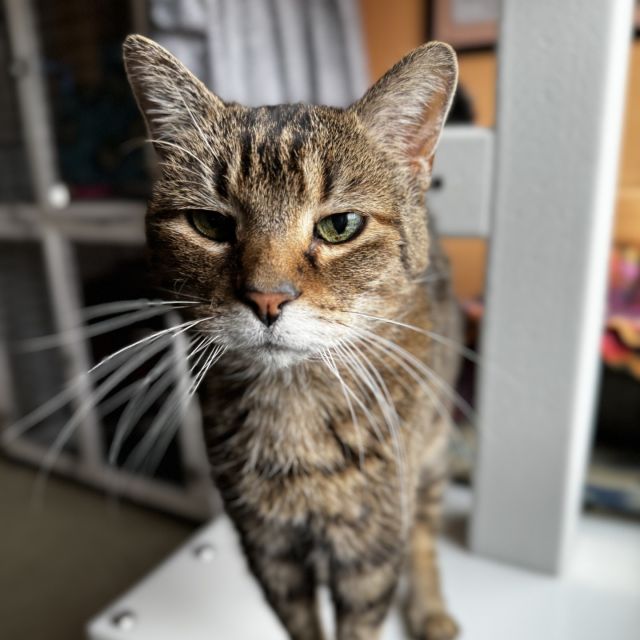 Warmer and sunny days are on the way, so picture this: cozy cuddles, lazy afternoons, and endless love to be shared. I'm Lorraine, a sweet senior gal shining bright at 13 years old! ☀️⁠
⁠
If you've been looking for a furry friend who's happiest in your company, your search ends here! I'm excited to share my story and find my perfect match. 💚 I used to spend my days outside as a stray where I would dream of curling up beside my favorite human, snuggling the day away together at home!‌ 🐈🏠⁠
⁠
While I’m still dreaming of a perfect home, the only hunting I’m doing these days is for a family who can appreciate my laid-back vibes, comforting presence, and gentle purrs. I’ll be available as part of BISSELL Pet Foundation’s Empty The Shelters event starting now through May 15! My adoption fee will be reduced to just $50 from the original $115. Make an adoption appointment at Tree House to meet me. Our future is only a click away: https://treehouseanimals.org/adopt/adoptable-animals/ 🔮🐾⁠
⁠
#TreeHouseCats #SeniorCats #Lorraine #Chicago #Adopt @BISSELLpets #Cathy_Bissell