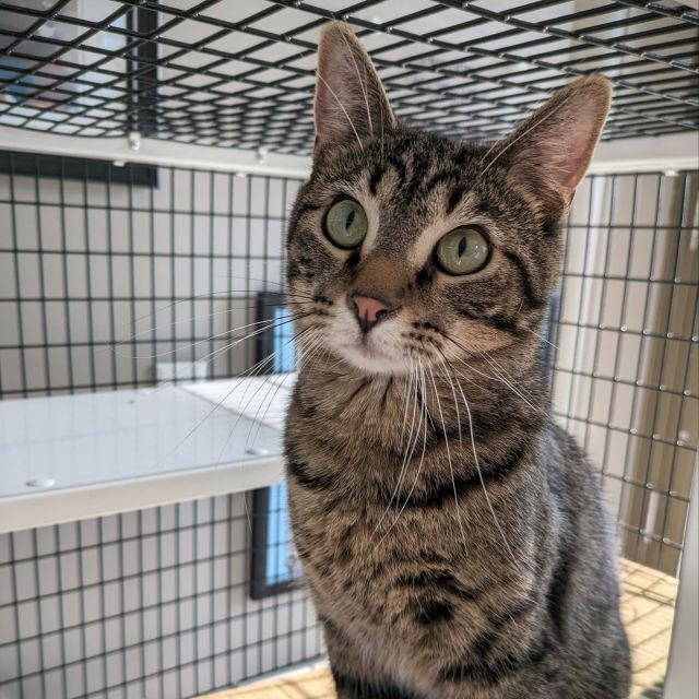 Cześć, it's Alesky! 😺 I'm as sweet as pączki, soft as pierogi, and zesty as kielbasa.⁠
⁠
These delicious qualities are just the beginning of why I could be the next furry member of your family! At almost 2 years old, the world is still my oyster, and there's so much I've yet to experience or do. 🦪🌎⁠
⁠
I'm young, spirited, and at heart, as fierce as my wild big cat relatives when I play with my favorite wand toy. 🐯🦁 But at the end of the day, sometimes a simple cardboard box is all you need to have fun.📦⁠
⁠
I'll admit that I'm on the shy side, but with patience and love, I promise to warm up and show you the true meaning of feline affection. 💗 I've found that having a fellow cat by my side helps bring out the best in me, so I'd love to go to a home with or to a friend!⁠
⁠
If you're a pro at getting cats out of their shells, don't miss out on the chance to build a once-in-a-lifetime bond with me. 🐚 My only request is to bring my cherished sparkle ball toy home with us. ✨🏡 I hope you make an adoption appointment soon!