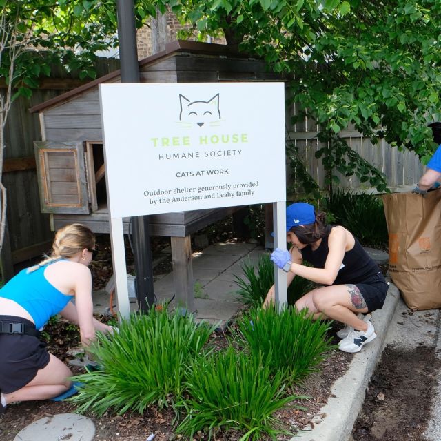 Last Saturday, we had the pleasure of hosting an alumni event for DePaul University. Over 25 volunteers joined us for a day of spring cleaning and landscaping around our shelter and Veterinary Wellness Center. And what a remarkable difference their work made! 🌤️🌳👏⁠
⁠
They made our windows and entry areas sparkle and gave a much-needed refresh to the landscaping. With these improvements, Tree House is officially ready for an exciting summer season of kittens and the uptick in adoption appointments that come with them!🌷🌱🐦️⁠
⁠
Thank you @‌depaulu alumni volunteers! 🫶