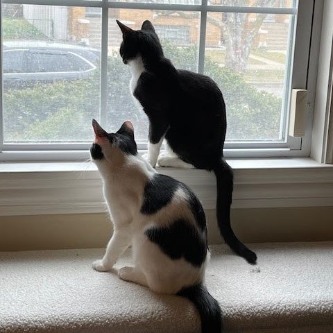 Ollie and Juno are a brother and sister duo whose family got bigger. 👀⁠
⁠
Formerly known as Crunchy Leaf and Twig, these tuxedo kitties were adopted in January and got to continue their adventures together. But the duo grew into a whole new crew! 🧑‍🤝‍🧑🧑‍🤝‍🧑 At their new home, they got to meet more kitty siblings. Their pawrent is content to report that all the cats are getting along and are excited to have new playmates. And when an energetic day of play draws to a close, the cats just want lap time and pets. 🌙💕