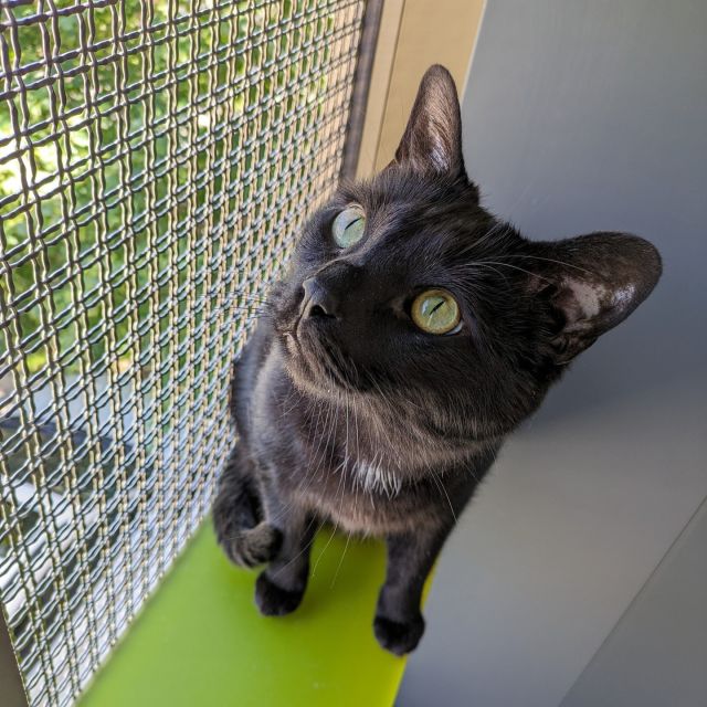 They say the darkest nights bring out the brightest stars. My name is Midnight, and I am Tree House’s bright star. 🌟 I’ve had a few dark nights, and it’s made it hard for me to find the right home. 💔⁠
⁠
As an anxious cat, I need a quiet, adult-only home with a predictable routine. My adopter should be experienced with cats like me. I know it’s a bit niche of an environment, but I believe someone out there is perfect for me. 🔭⁠
⁠
Everybody on Team Midnight loves me, but they do not have the capacity or ideal home environment for me to thrive. So, we’re recruiting more members to my team, to help me meet potential adopters. Anyone can join! All you have to do is share my story to your community through social media, email, or word of mouth. 📞📰💻️⁠
⁠
If you’d like to join Team Midnight, all you have to do is engage with this post by liking, commenting, and even better—sharing! 🤝⁠
⁠
If you’re interested in adopting Midnight, visit his profile at https://treehouseanimals.org/adopt/adoptable-animals/?id=37163831