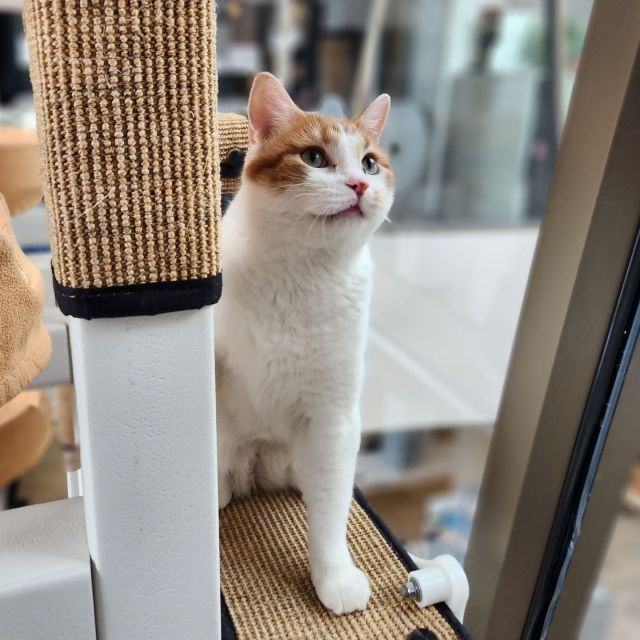 As you walk down the stairs at Tree House, a familiar orange tabby-and-white face snoozes in the window of the colony above. This marmalade softie is Fabio! This cat’s beginning at Tree House took place in 2018, when he was 2 years old. Not long after his arrival, a sweet lady took him home.⁠
⁠
Due to her advanced age, Fabio’s owner of 6 years could no longer care for him. (And that’s okay! 🧡) We’re thrilled that in his youthful years, Fabio was able to provide energy and zest of life in his past owner’s home. 🌱⁠
⁠
Now it’s time to give back to Fabio. ↩️ At 8 years old, Fabio is at just at the beginning of his life as a senior cat. He may be slower than he was before, but he’s much more steady. Will you be the 🆕 generation that takes care of Fabio in his new lease on life?⁠
⁠
Meet Fabio: https://treehouseanimals.org/adopt/adoptable-animals/?id=37997400
